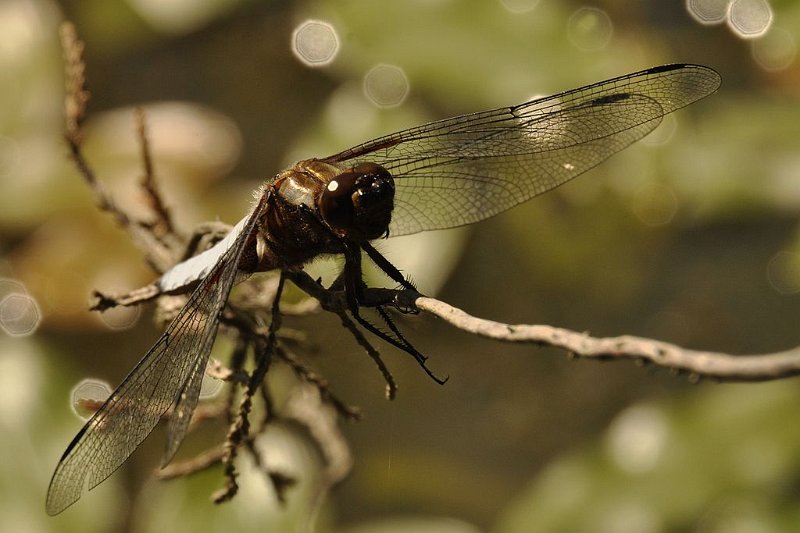 Libellule déprimée 2 DB